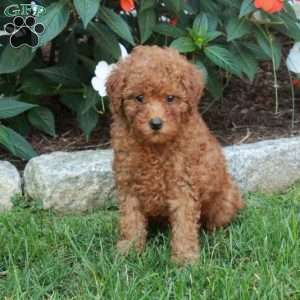 Tessa, Mini Goldendoodle Puppy
