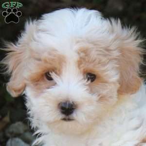 Tessa, Maltipoo Puppy