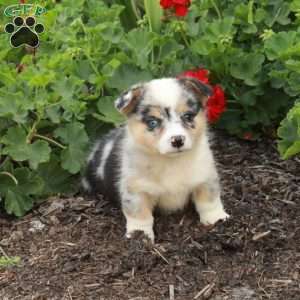 Tessa, Pembroke Welsh Corgi Puppy