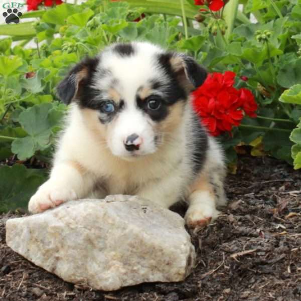 Tex, Pembroke Welsh Corgi Puppy