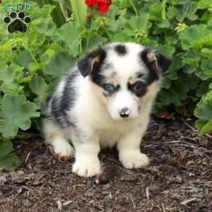 Tex, Pembroke Welsh Corgi Puppy