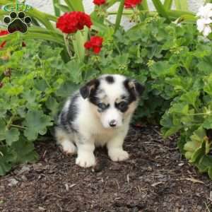 Tex, Pembroke Welsh Corgi Puppy