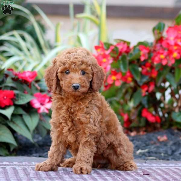 Thea, Miniature Poodle Puppy