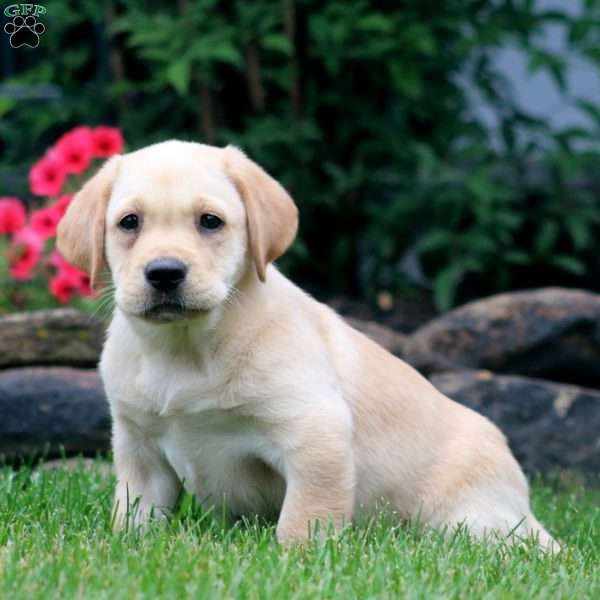 Thea, Yellow Labrador Retriever Puppy