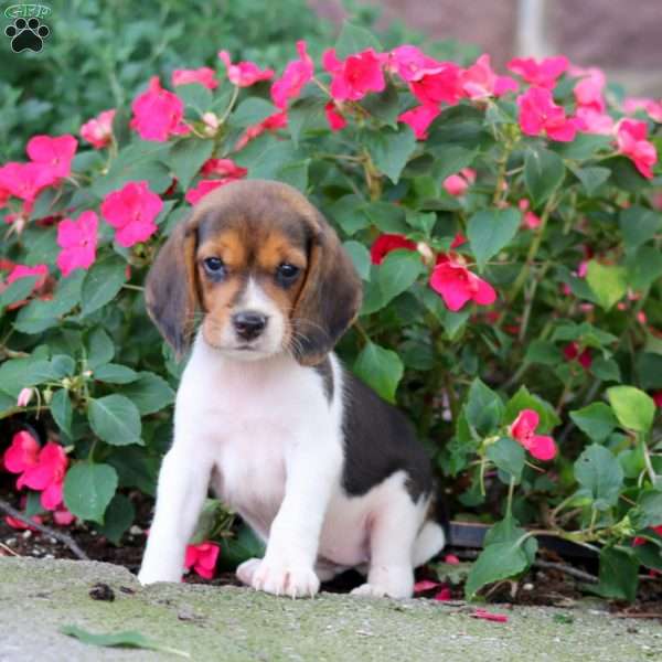 Thea, Beagle Puppy