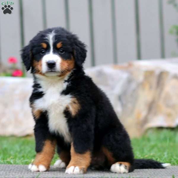 Thea, Bernese Mountain Dog Puppy