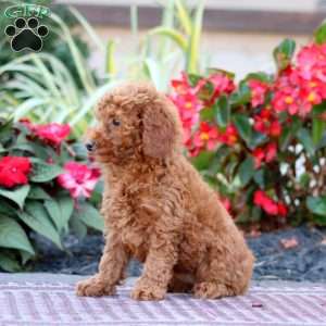 Thea, Miniature Poodle Puppy