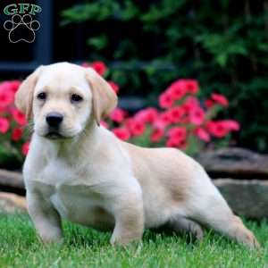Thea, Yellow Labrador Retriever Puppy