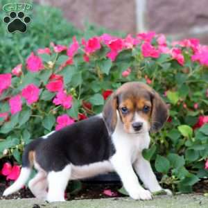 Thea, Beagle Puppy