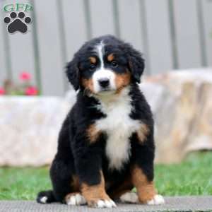 Thea, Bernese Mountain Dog Puppy