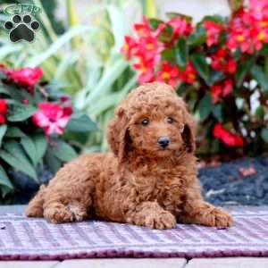 Thea, Miniature Poodle Puppy