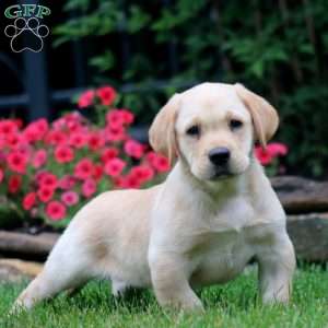 Thea, Yellow Labrador Retriever Puppy