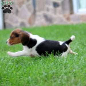 Thea, Beagle Puppy