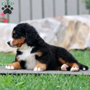 Thea, Bernese Mountain Dog Puppy