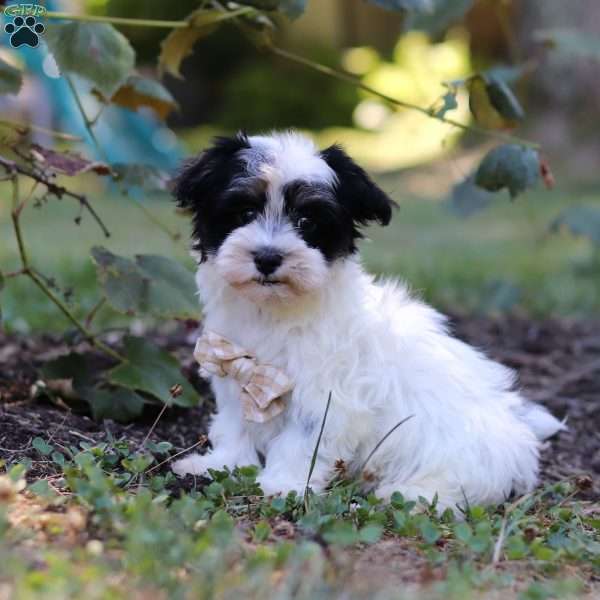 Theo, Havanese Puppy