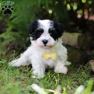 Theo, Havanese Puppy
