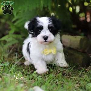 Theo, Havanese Puppy
