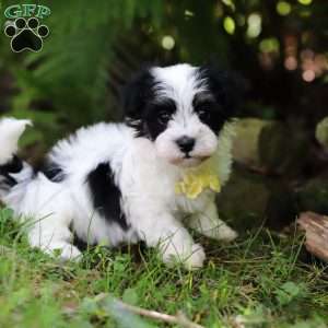 Theo, Havanese Puppy