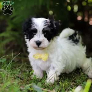 Theo, Havanese Puppy