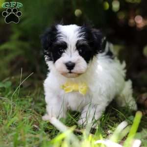 Theo, Havanese Puppy