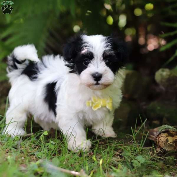 Theo, Havanese Puppy