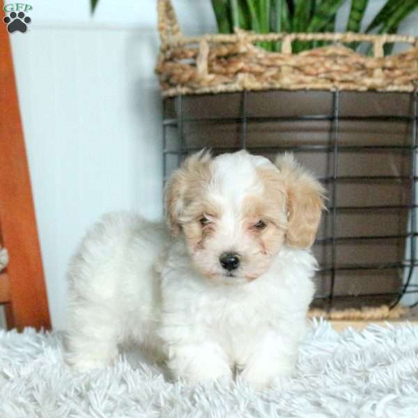 Theo, Forever Puppy