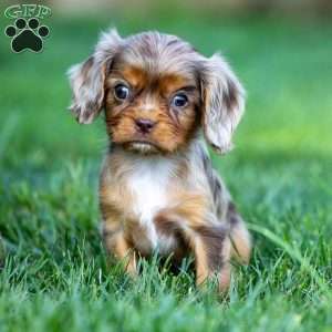 Theo, Cavalier King Charles Spaniel Puppy