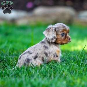 Theo, Cavalier King Charles Spaniel Puppy