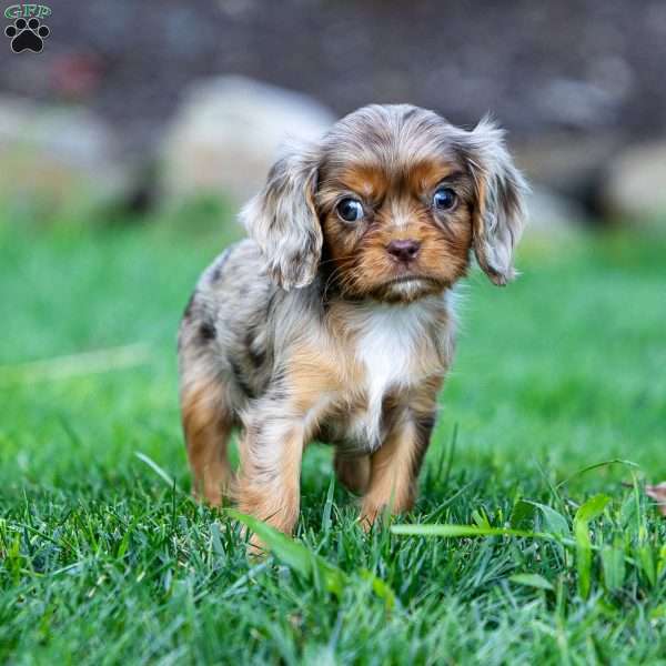 Theo, Cavalier King Charles Spaniel Puppy