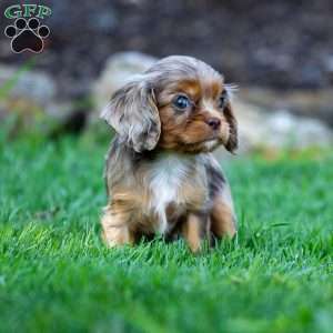 Theo, Cavalier King Charles Spaniel Puppy
