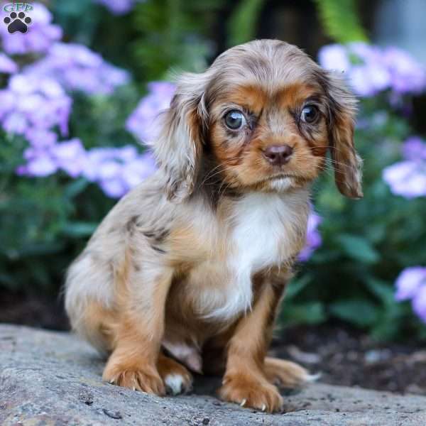 Theo, Cavalier King Charles Spaniel Puppy