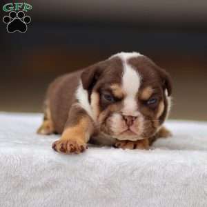 Theo, English Bulldog Puppy