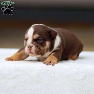 Theo, English Bulldog Puppy