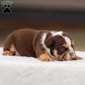 Theo, English Bulldog Puppy