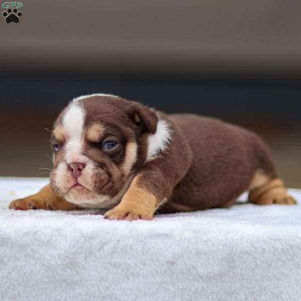 Theo, English Bulldog Puppy