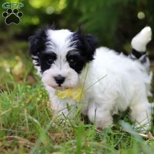 Theo, Havanese Puppy