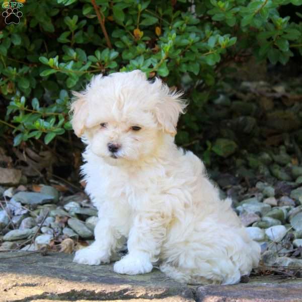 Thomas, Maltipoo Puppy