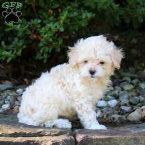 Thomas, Maltipoo Puppy