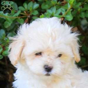 Thomas, Maltipoo Puppy