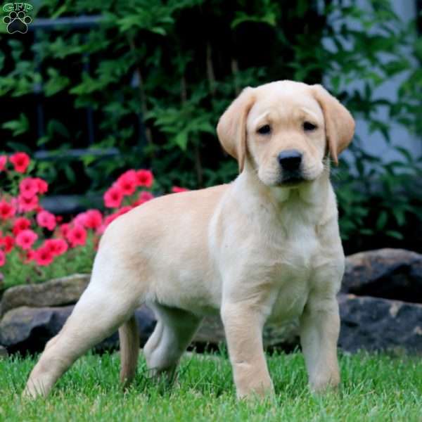 Thomas, Yellow Labrador Retriever Puppy
