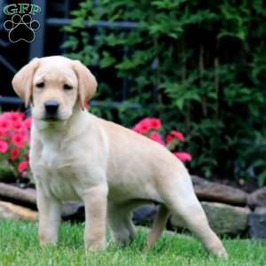 Thomas, Yellow Labrador Retriever Puppy