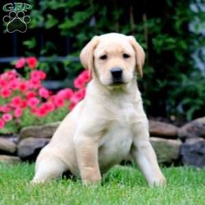 Thomas, Yellow Labrador Retriever Puppy