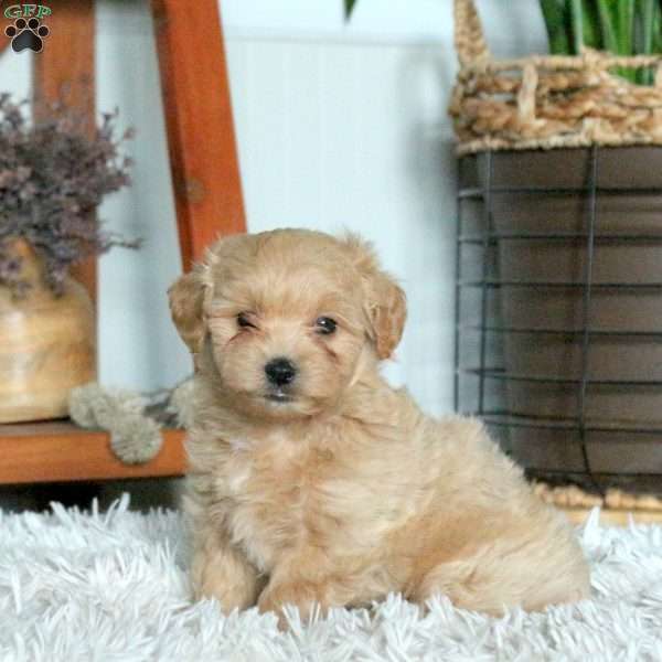 Tiger, Forever Puppy