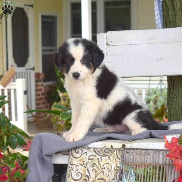 Tiger, Blue Heeler Mix Puppy