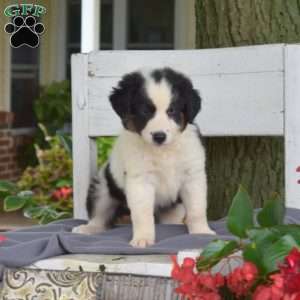 Tiger, Blue Heeler Mix Puppy