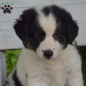Tiger, Blue Heeler Mix Puppy
