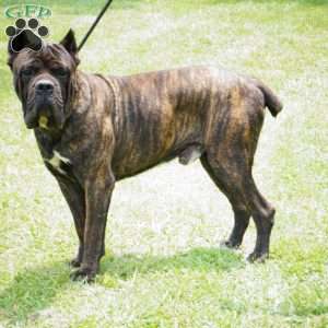 Moose, Cane Corso Puppy