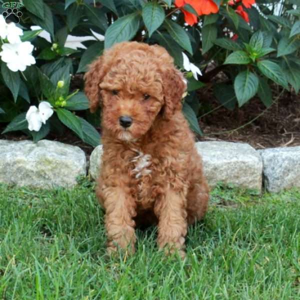 Tillie, Mini Goldendoodle Puppy