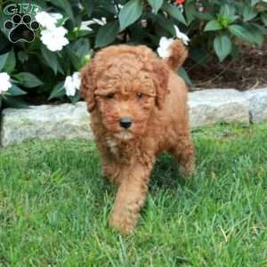 Tillie, Mini Goldendoodle Puppy