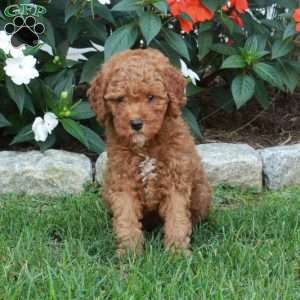 Tillie, Mini Goldendoodle Puppy